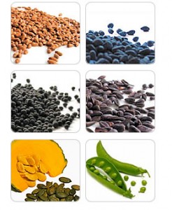 vegetable seeds