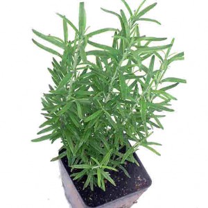 rosemary herb